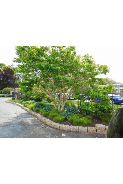 Сім синів неба використання